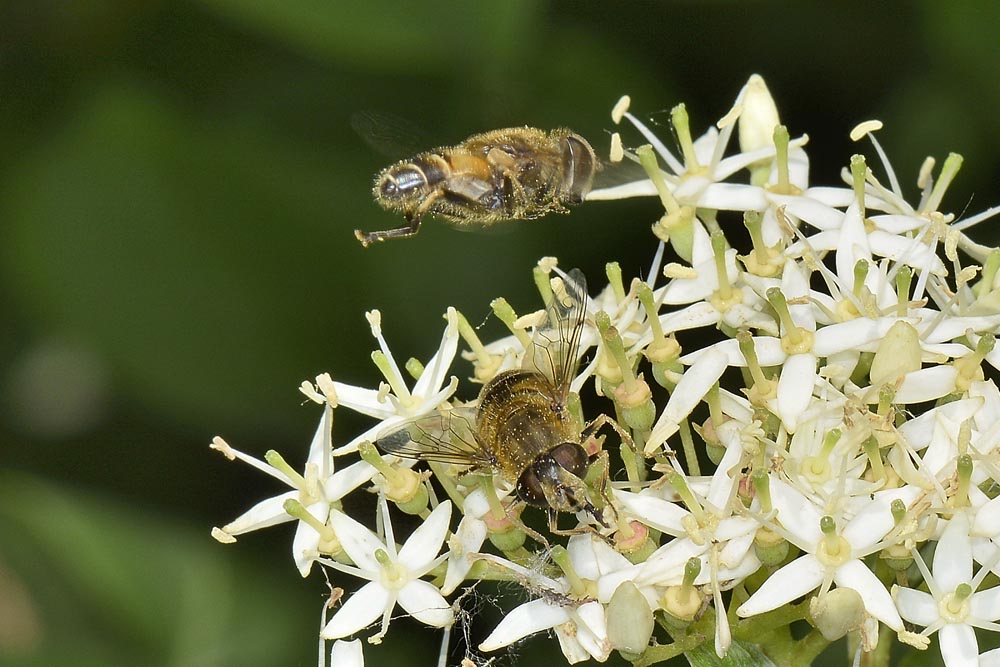 Corteggiamento di syrphidae? 